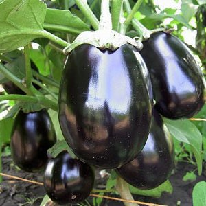 Secrets de nourrir l'aubergine pour une récolte riche