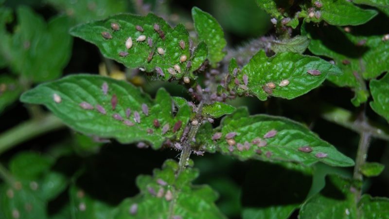 Que faire si les feuilles de tomate s'enroulent dans une serre?