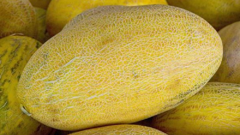 Melon ouzbek sucré et parfumé Gulyabi: comment choisir et comment le cultiver vous-même