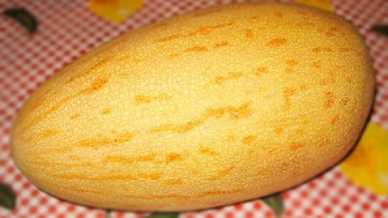 Melon ouzbek sucré et parfumé Gulyabi: comment choisir et comment le cultiver vous-même
