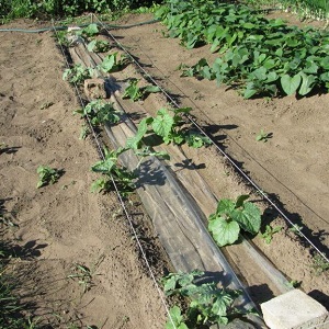 Melon ouzbek sucré et parfumé Gulyabi: comment choisir et comment le cultiver vous-même