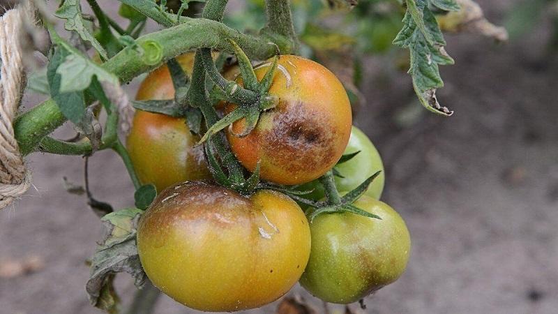 Nous sauvons la récolte de tomates affectée ou comment sauver les tomates du mildiou si elles sont déjà malades