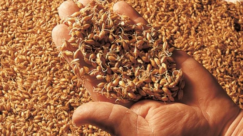 Comment faire du malt d'orge à la maison