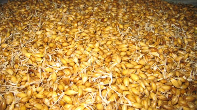 Comment faire du malt d'orge à la maison