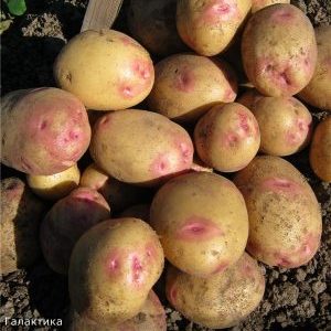 Variété de pomme de terre Galaktika avec un goût excellent et une longue durée de conservation