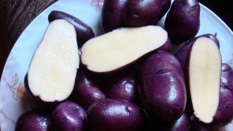 Propriétés utiles, caractéristiques de culture et description de la variété de pomme de terre violette