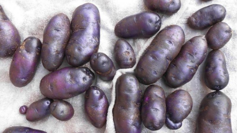 Pomme de terre amateur Gypsy à peau violette et chair blanche