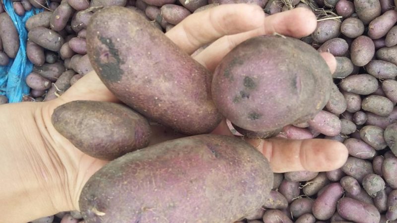 Pomme de terre amateur Gypsy à peau violette et chair blanche
