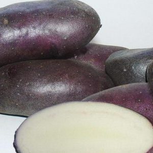 Variété de pomme de terre violette à haut rendement Bleuet provenant d'éleveurs domestiques