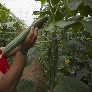 Hybride mi-précoce de concombres Un vrai homme avec des buissons forts et de gros fruits