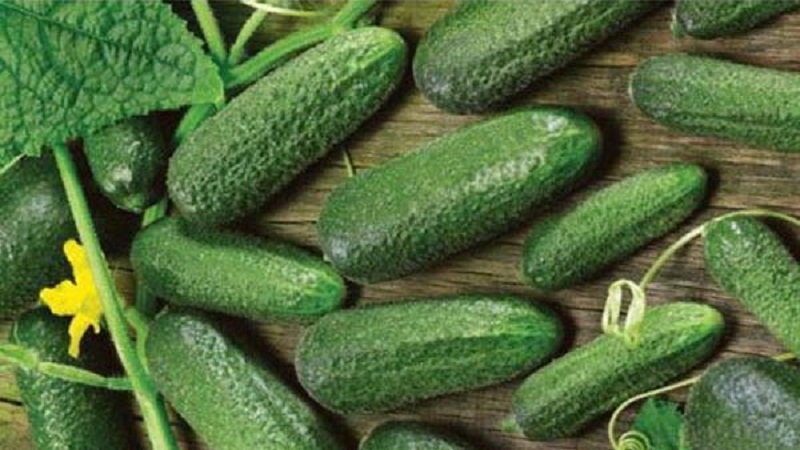 Concombre autogame mi-précoce Patti: secrets de la technologie agricole et commentaires sur la récolte