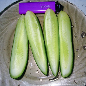 Concombre autogame mi-précoce Patti: secrets de la technologie agricole et commentaires sur la récolte