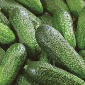 Concombres autogames mi-précoces Patti: secrets de la technologie agricole et examens des cultures