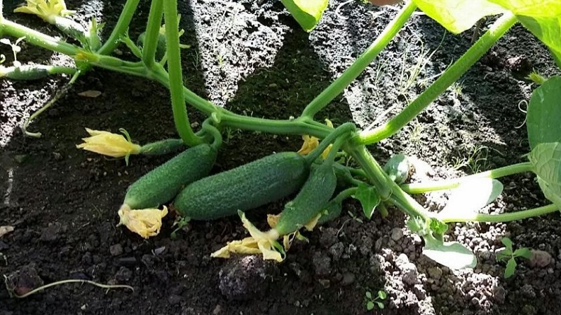 Concombres autogames mi-précoces Patti: secrets de la technologie agricole et examens des cultures