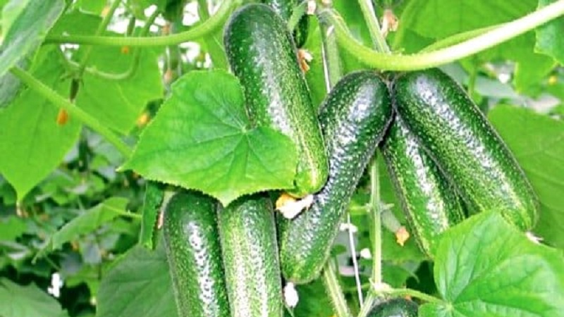 Concombres autogames mi-précoces Patti: secrets de la technologie agricole et examens des cultures
