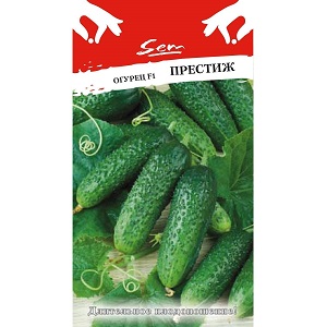 Hybride mi-saison de concombres Prestige d'éleveurs domestiques