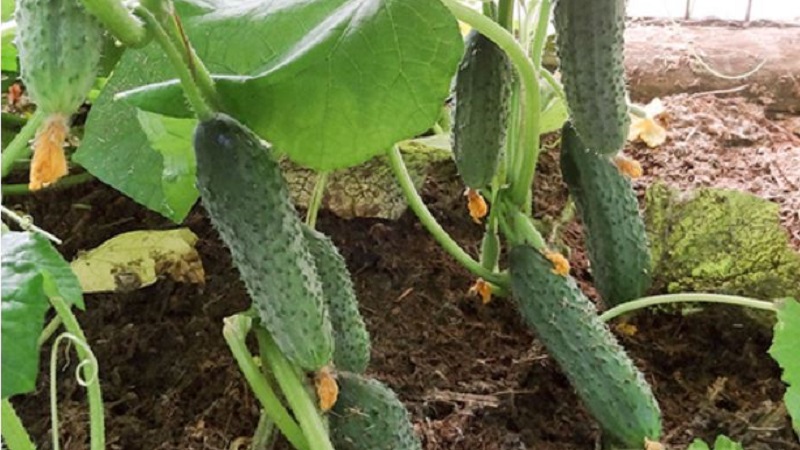 Hybride mi-saison de concombres Prestige d'éleveurs domestiques