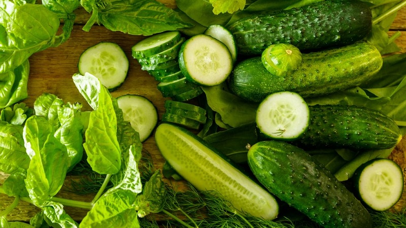 Hybride mi-saison de concombres Prestige d'éleveurs domestiques