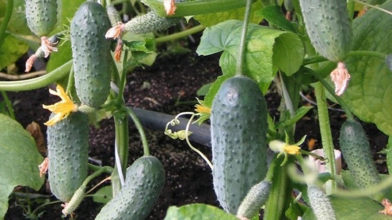 Concombres Buyan f1 résistants aux maladies et faciles d'entretien des éleveurs russes