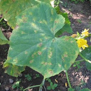 Concombres Buyan f1 résistants aux maladies et faciles d'entretien des éleveurs russes