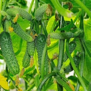 Concombres Buyan f1 résistants aux maladies et faciles d'entretien des éleveurs russes