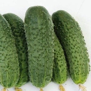 Concombres Buyan f1 résistants aux maladies et faciles d'entretien des éleveurs russes