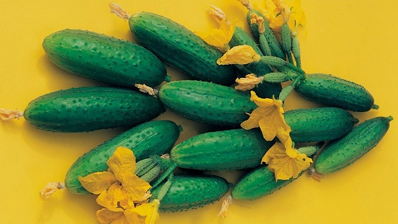 Concombres Buyan f1 résistants aux maladies et faciles d'entretien des éleveurs russes