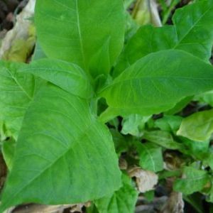 L'une des meilleures variétés de tabac aromatiques - Dubek directement de Turquie