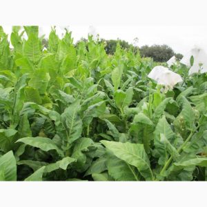 L'une des meilleures variétés de tabac aromatiques - Dubek directement de Turquie