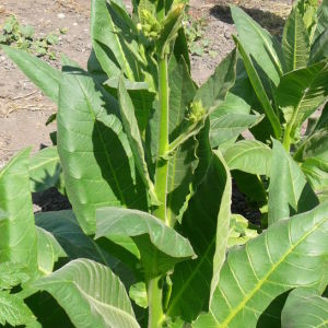 Tabac havane parfumé et délicieux pour les amateurs de cigares cubains