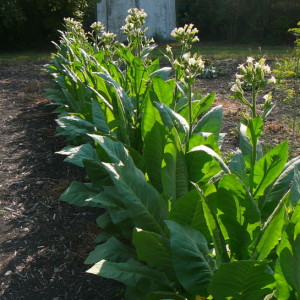 Tabac havane parfumé et délicieux pour les amateurs de cigares cubains