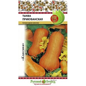 Une variété de courge muscade de mi-saison et sans prétention Kuban: ce qui est bon et comment le cultiver correctement