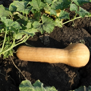 Une variété de courge muscade de mi-saison et sans prétention Kuban: ce qui est bon et comment le cultiver correctement