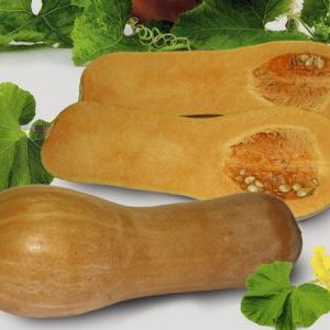 Une variété de citrouille de noix de muscade de mi-saison et sans prétention Kuban: ce qui est bon et comment le cultiver correctement