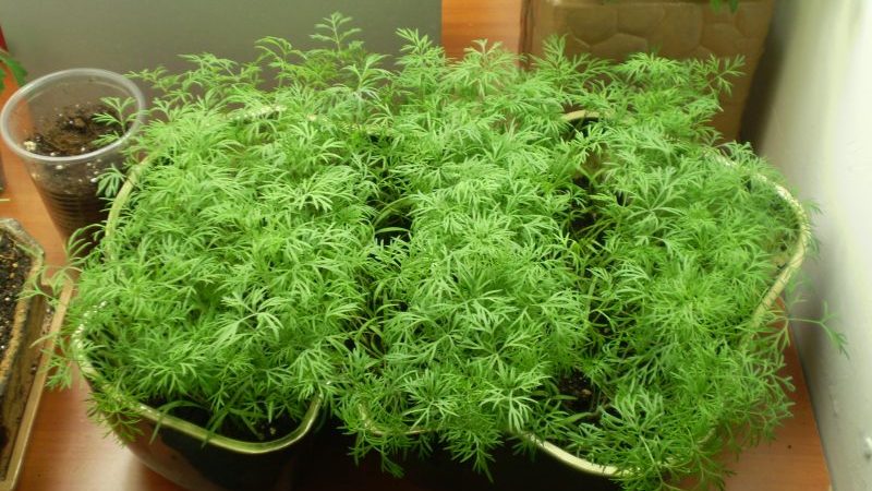 Recommandations pour le soin et la culture de l'aneth Kibray: comment se protéger contre les ravageurs et récolter correctement