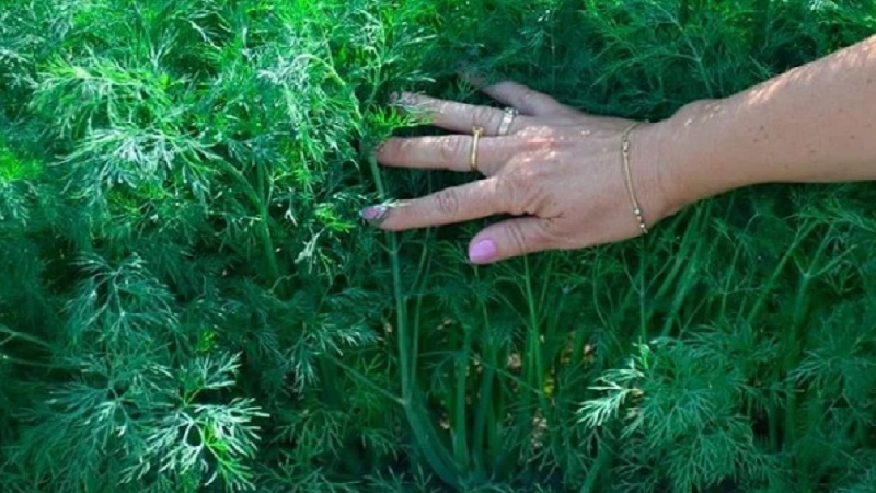 L'aneth pousse mal - comment se nourrir pour une bonne récolte et comment bien le faire