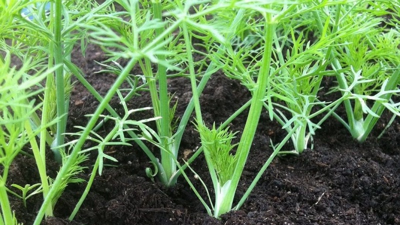 L'aneth pousse mal - comment se nourrir pour une bonne récolte et comment bien le faire
