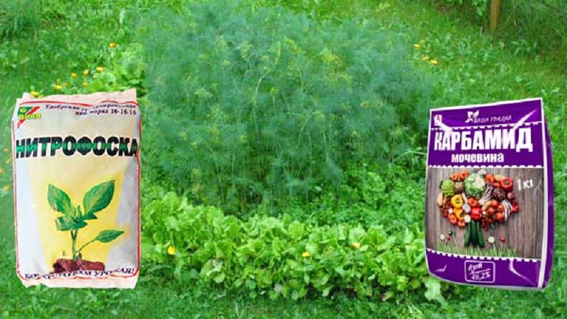 L'aneth pousse mal - comment se nourrir pour une bonne récolte et comment bien le faire