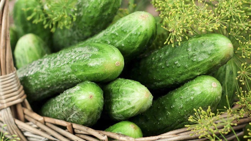 Récolte hybride de concombres Mirabella pour les serres et les terrains ouverts