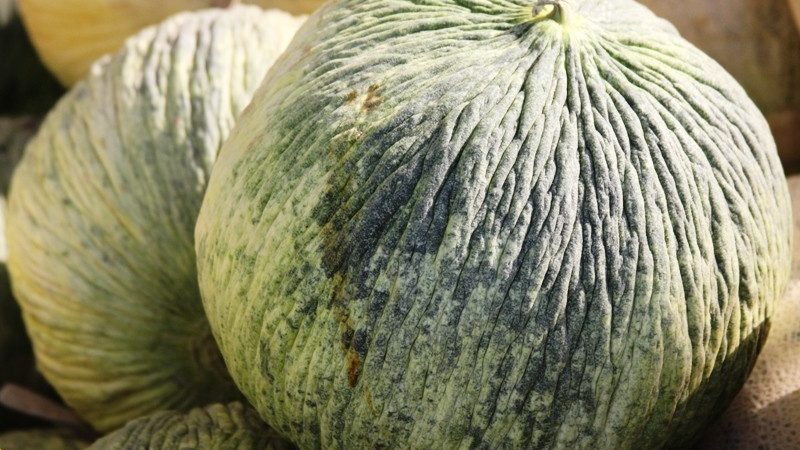 Melon d'automne ouzbek Granny