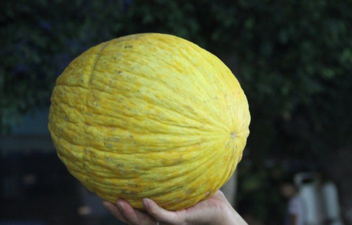 Melon d'automne ouzbek Granny