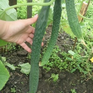 Quelle est la particularité du concombre chinois et comment obtenir une récolte décente?