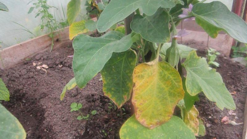 Que faire si les feuilles jaunissent dans la serre d'aubergines
