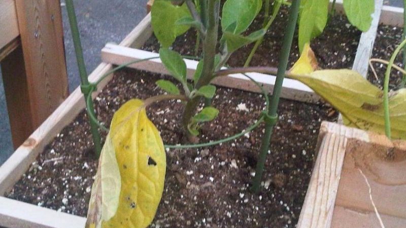 Que faire si les feuilles jaunissent dans la serre d'aubergines