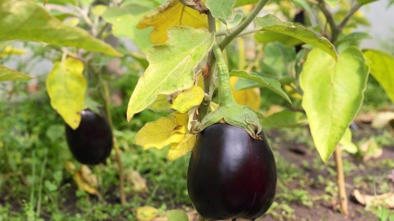 Que faire si les feuilles jaunissent dans la serre d'aubergines