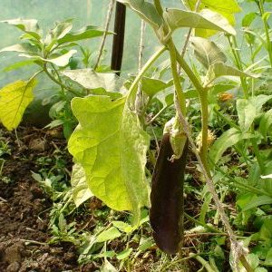 Que faire si les feuilles jaunissent dans la serre d'aubergines