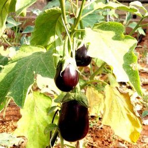 Que faire si les feuilles jaunissent dans la serre d'aubergines
