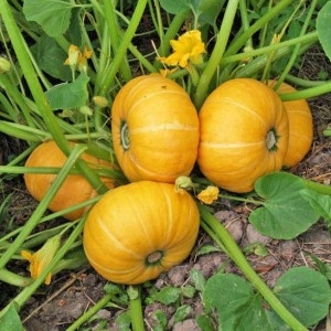 Au lieu d'ovaires sur une citrouille, une fleur stérile - que faire et comment y faire face: nous identifions les causes du problème et les résolvons