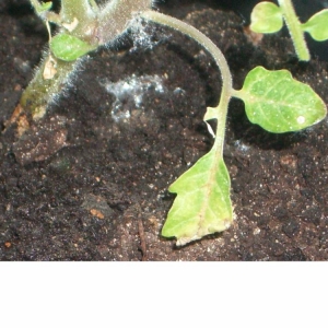 Au lieu d'ovaires sur une citrouille, une fleur stérile - que faire et comment y faire face: nous identifions les causes du problème et les résolvons