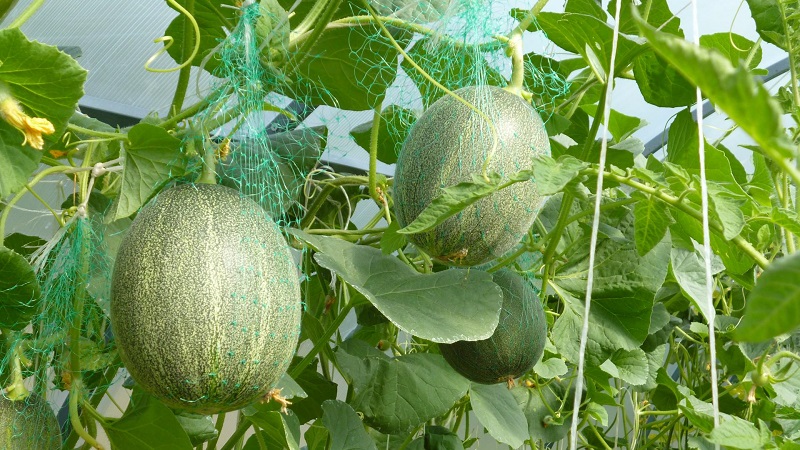 Instructions pour cultiver des melons en Sibérie en plein champ pour les jardiniers débutants